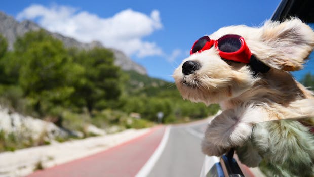 Traveling by car with your pet