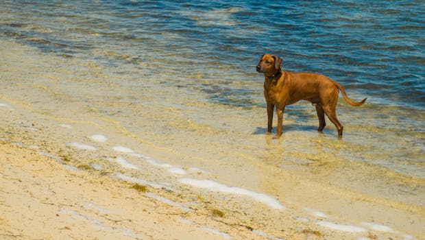 Visiting Key West, Florida with your pet