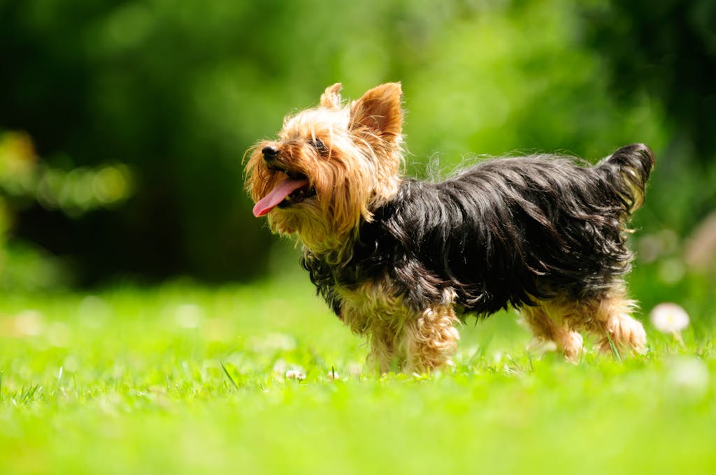 Leslie’s Top Ten Dos and Don’ts of Summer Doggie Etiquette