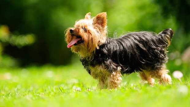 Leslie’s Top Ten Dos and Don’ts of Summer Doggie Etiquette